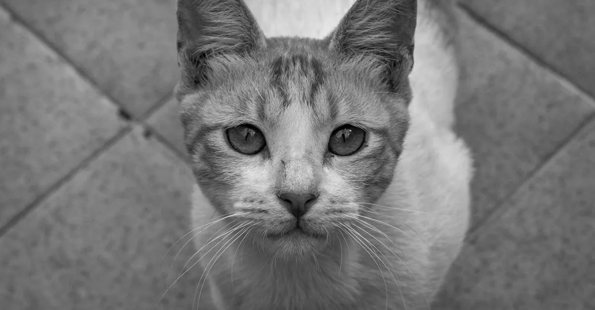 grommet est une bibliothèque open source permettant de créer des interfaces utilisateur accessibles et réactives avec des composants modulaires.