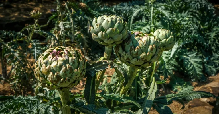 découvrez le temps de cuisson idéal pour les artichauts afin de les préparer parfaitement, que ce soit à la vapeur, bouillis ou au four.