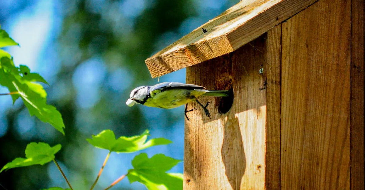 découvrez comment attirer les mésanges dans votre nichoir grâce à nos conseils simples et efficaces pour créer un habitat accueillant.