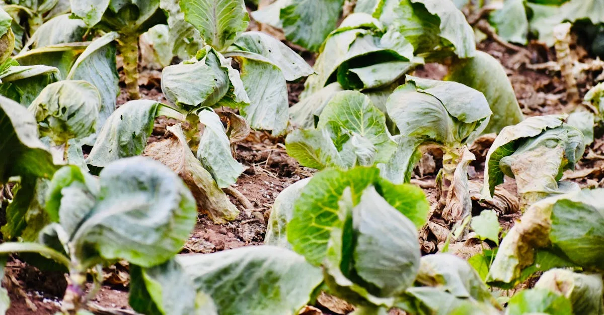 découvrez tout sur le mucilage : ses propriétés, ses usages en cuisine et en cosmétique, ainsi que ses bienfaits naturels pour la santé.