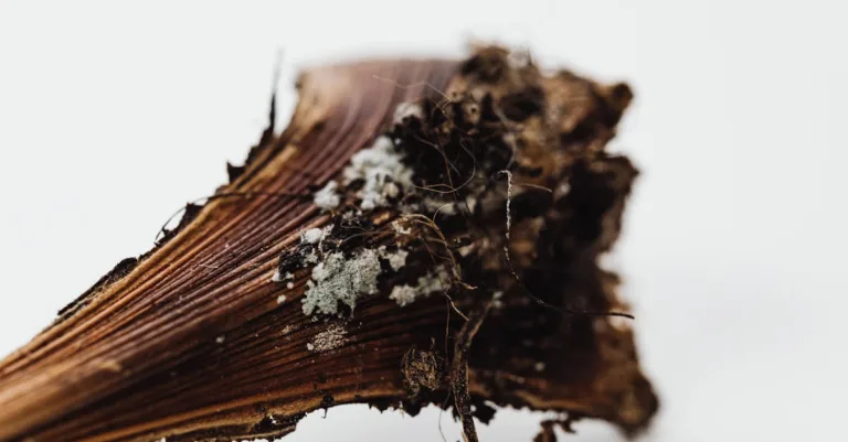 découvrez tout sur le mucilage, une substance naturelle aux propriétés gélifiantes et hydratantes utilisée en alimentation, cosmétique et médecine traditionnelle.