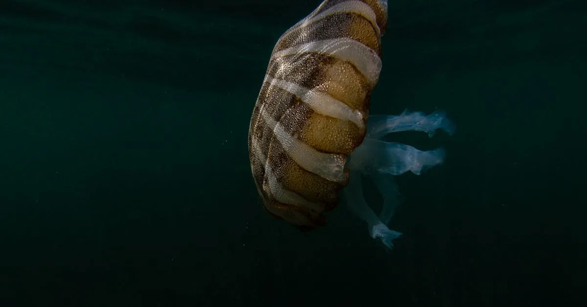 découvrez tout sur les coquilles saint-jacques : recettes délicieuses, astuces de préparation et bienfaits nutritionnels pour profiter pleinement de ce fruit de mer savoureux.