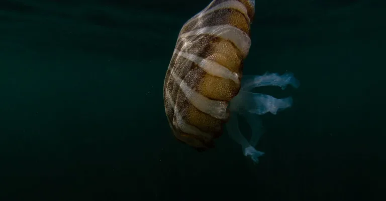 découvrez tout sur les coquilles saint-jacques : recettes, conseils de cuisson et bienfaits nutritionnels pour savourer ce délice de la mer.