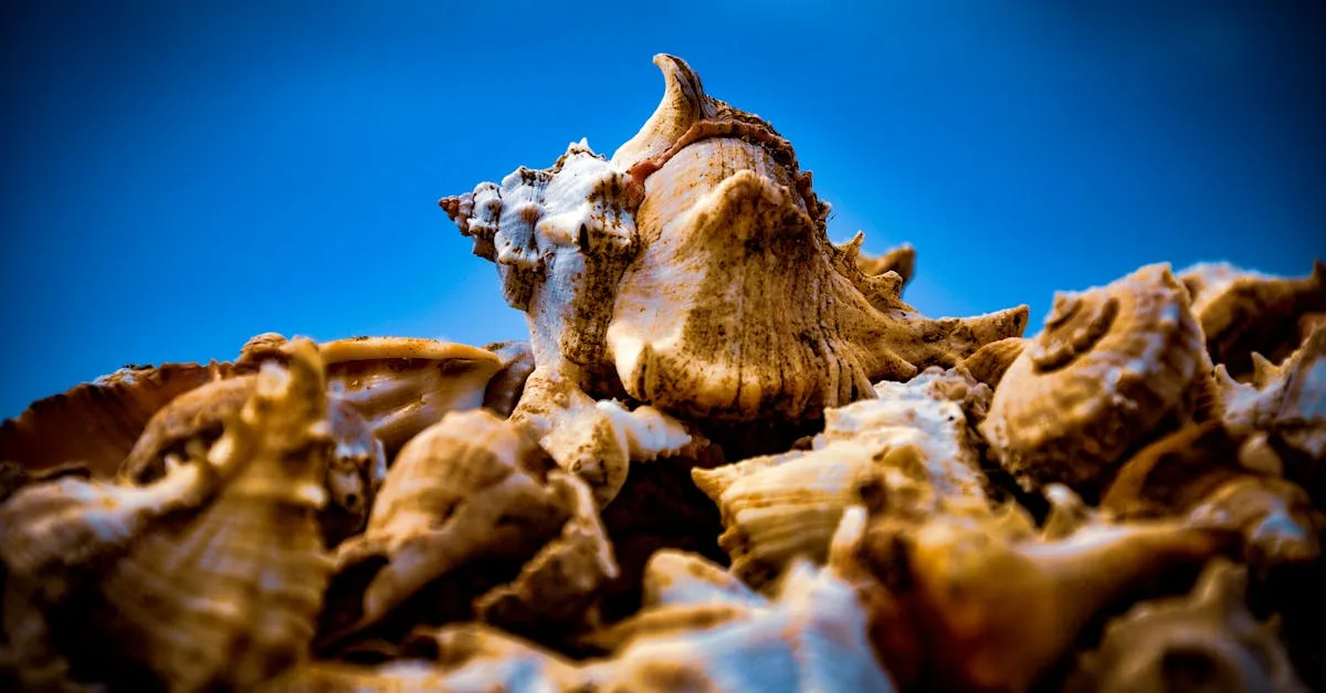 découvrez tout sur les coquilles saint-jacques : recettes, astuces de cuisson et bienfaits pour la santé.