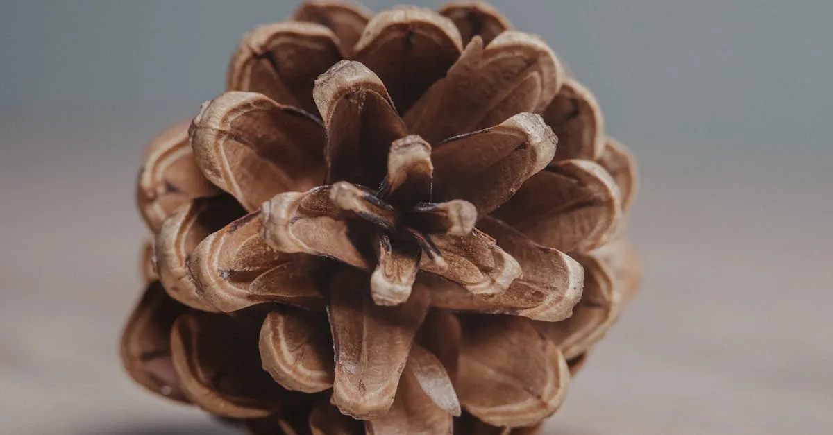 apprenez à semer des capucines facilement pour embellir votre jardin avec des fleurs colorées et résistantes.