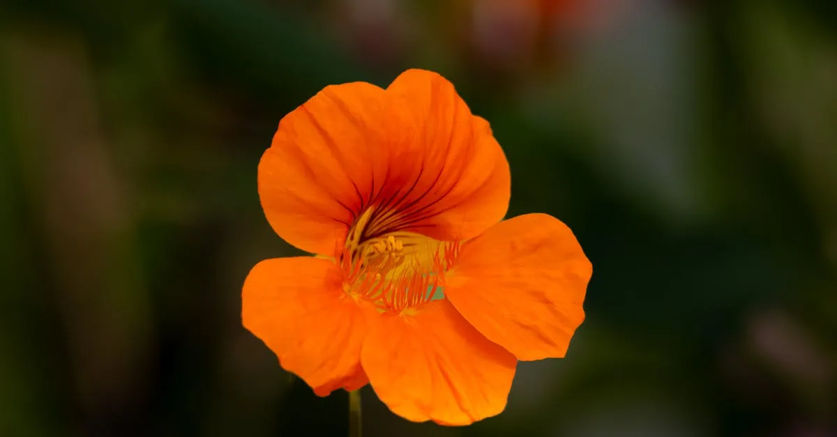 découvrez comment semer des capucines facilement pour embellir votre jardin avec leurs fleurs colorées et attractives tout au long de la saison.