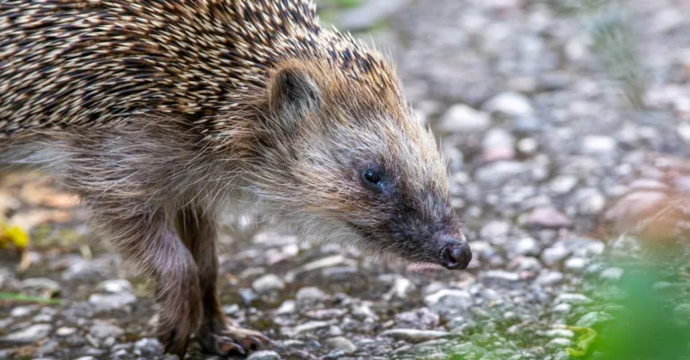 découvrez tout sur les mammifères : leurs caractéristiques, habitats, comportements et espèces fascinantes.