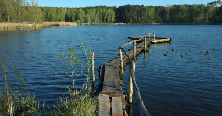 découvrez tout sur la morsure du brochet : symptômes, traitement et prévention pour une meilleure prise en charge.
