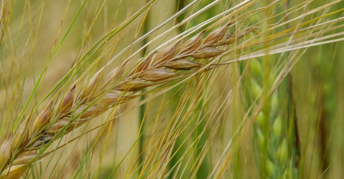 découvrez les contre-indications de l'épeautre pour connaître les précautions à prendre avant sa consommation.