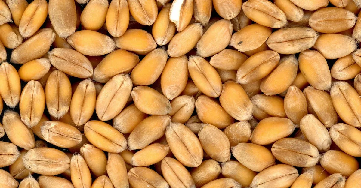 découvrez les contre-indications de l'épeautre, ses effets secondaires possibles et les précautions à prendre avant de le consommer.