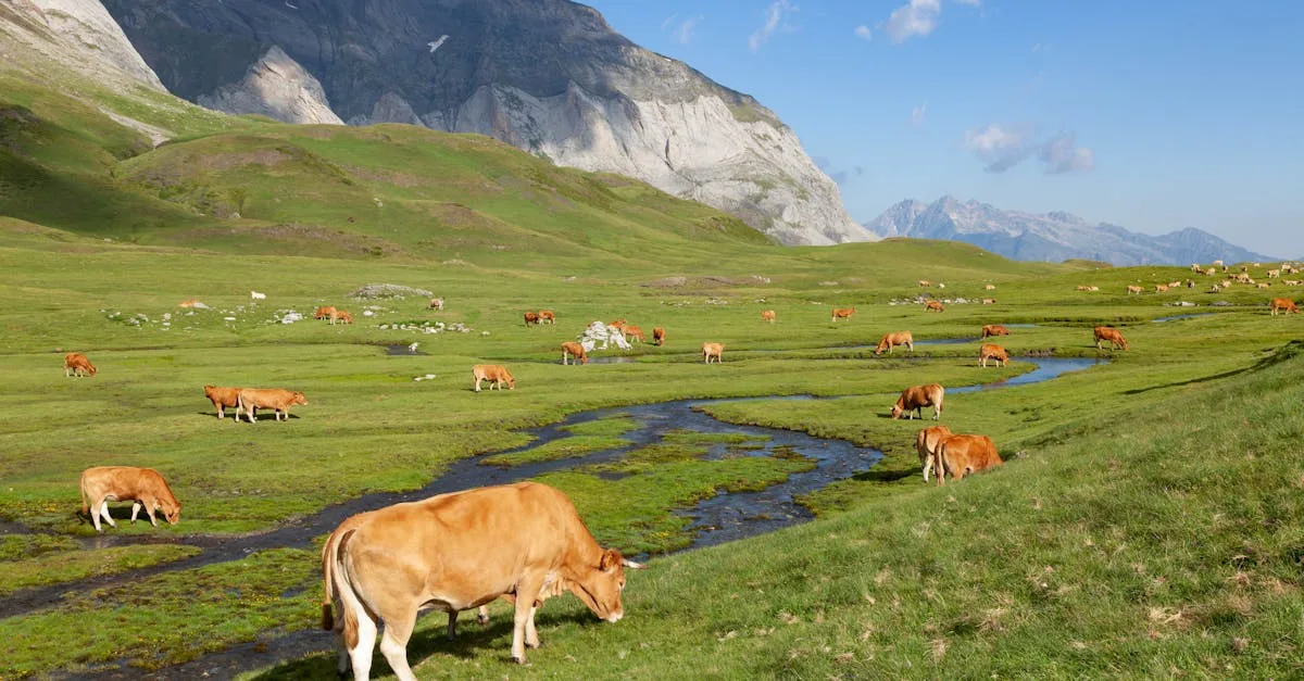 découvrez les prix des bovins limousin, une race réputée pour sa qualité et sa viande tendre. suivez les tendances du marché pour optimiser vos ventes et achats.