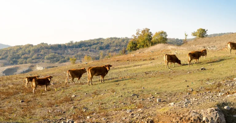 découvrez les prix actuels du bétail limousin, une race bovine réputée pour sa qualité et sa viande savoureuse, avec des informations à jour et des conseils d'achat.