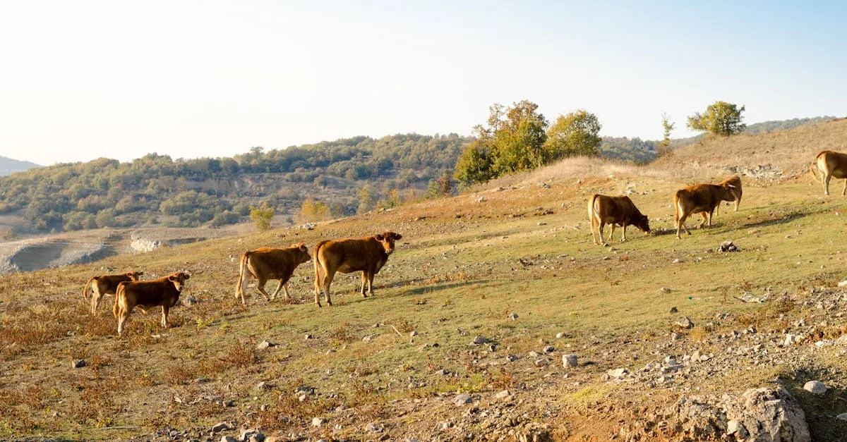 découvrez les prix actuels du bétail limousin, une race bovine réputée pour sa qualité et sa viande savoureuse, avec des informations à jour et des conseils d'achat.