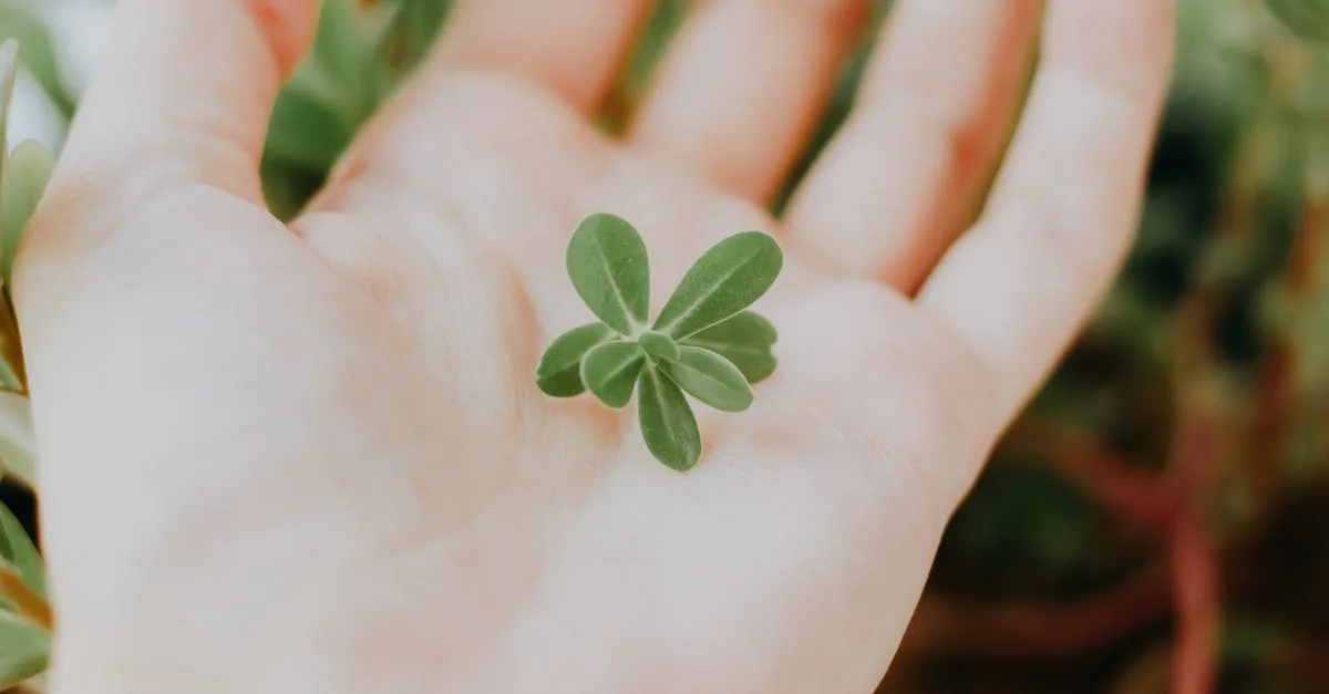 découvrez la sécurité du pourpier : conseils et précautions pour une consommation sans risque de cette plante comestible.