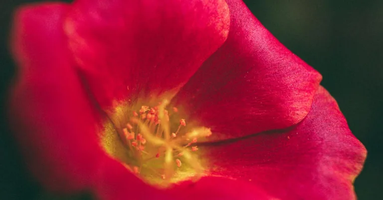 découvrez les conseils essentiels pour assurer la sécurité lors de la consommation et de la manipulation de la pourpier (purslane), une plante comestible aux nombreux bienfaits.
