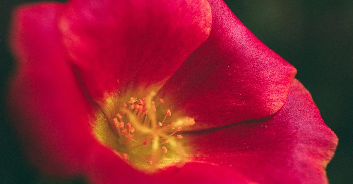 découvrez les conseils essentiels pour assurer la sécurité lors de la consommation et de la manipulation de la pourpier (purslane), une plante comestible aux nombreux bienfaits.
