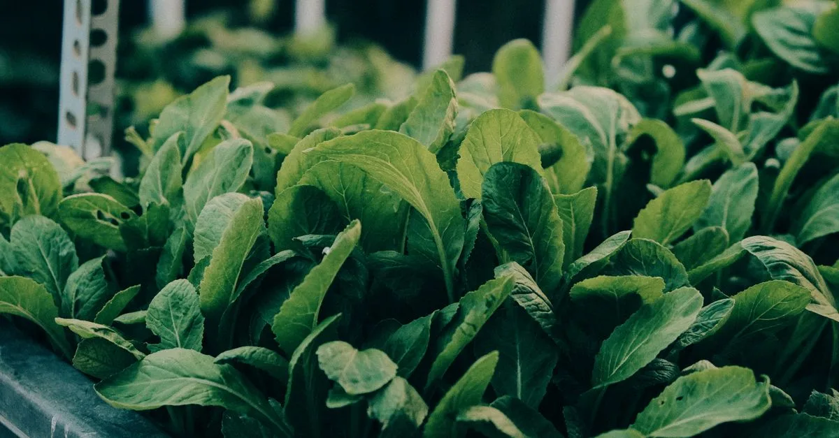 découvrez l'aquaponie, une méthode durable combinant l'aquaculture et l'hydroponie pour cultiver plantes et poissons en symbiose.