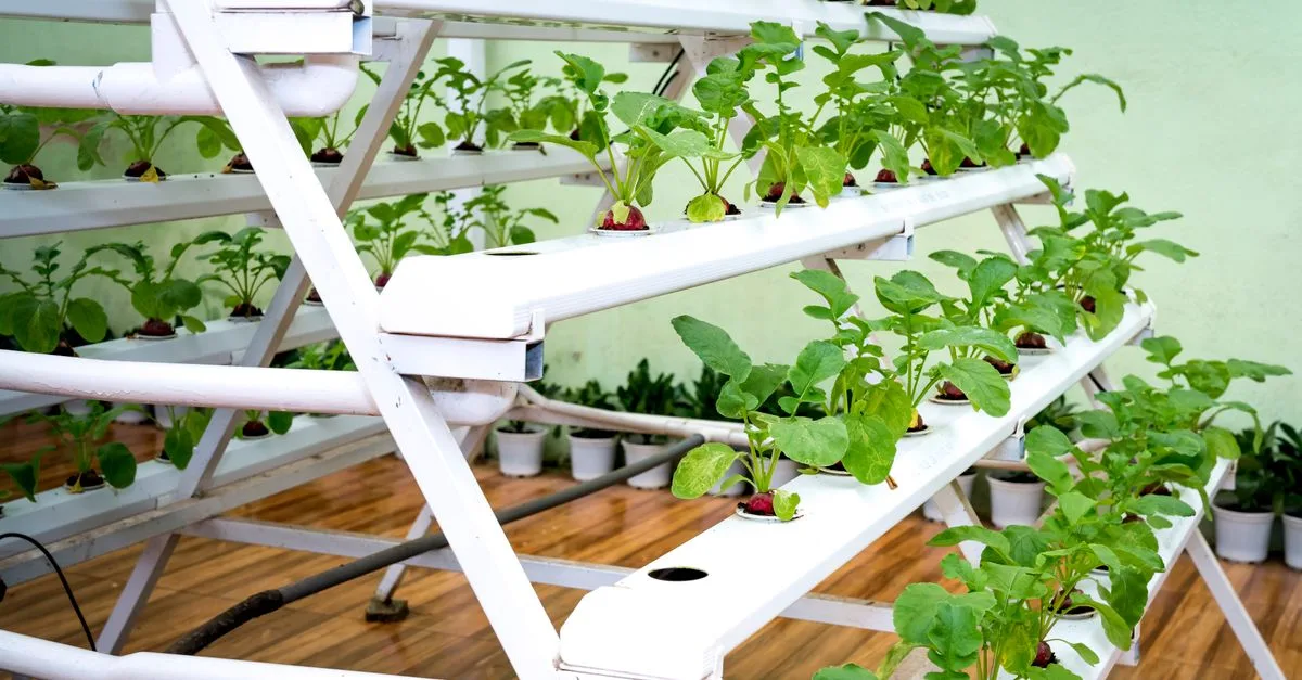 découvrez l'aquaponie, une méthode durable combinant aquaculture et hydroponie pour cultiver des plantes et élever des poissons de manière écologique et efficace.