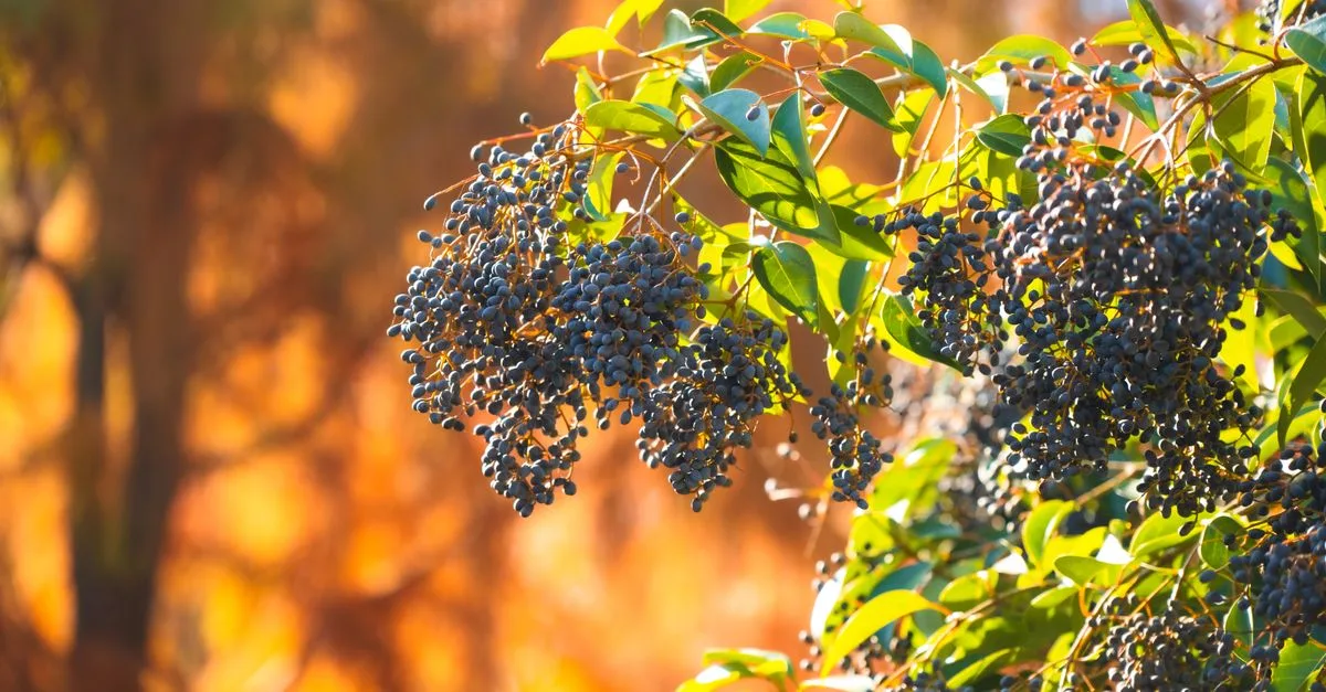 découvrez les bienfaits naturels de l'elderberry, une baie reconnue pour renforcer le système immunitaire et améliorer la santé générale.
