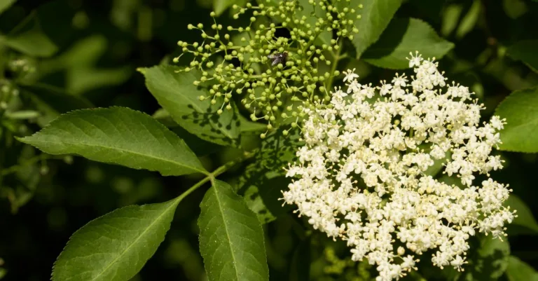 découvrez les bienfaits du sureau, une plante aux multiples vertus pour la santé, utilisée en phytothérapie et en cuisine.