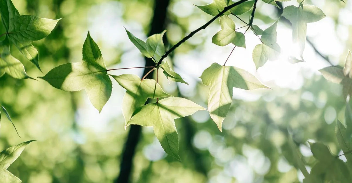découvrez les réglementations environnementales essentielles pour protéger notre planète et assurer un développement durable.