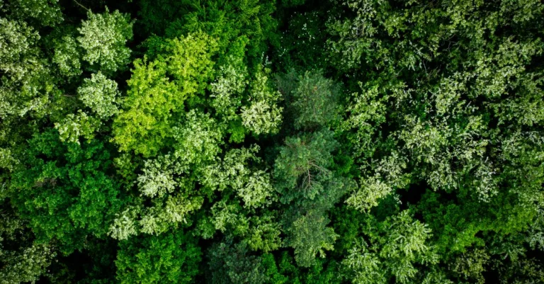 découvrez les régulations environnementales essentielles pour protéger notre planète et assurer un développement durable.