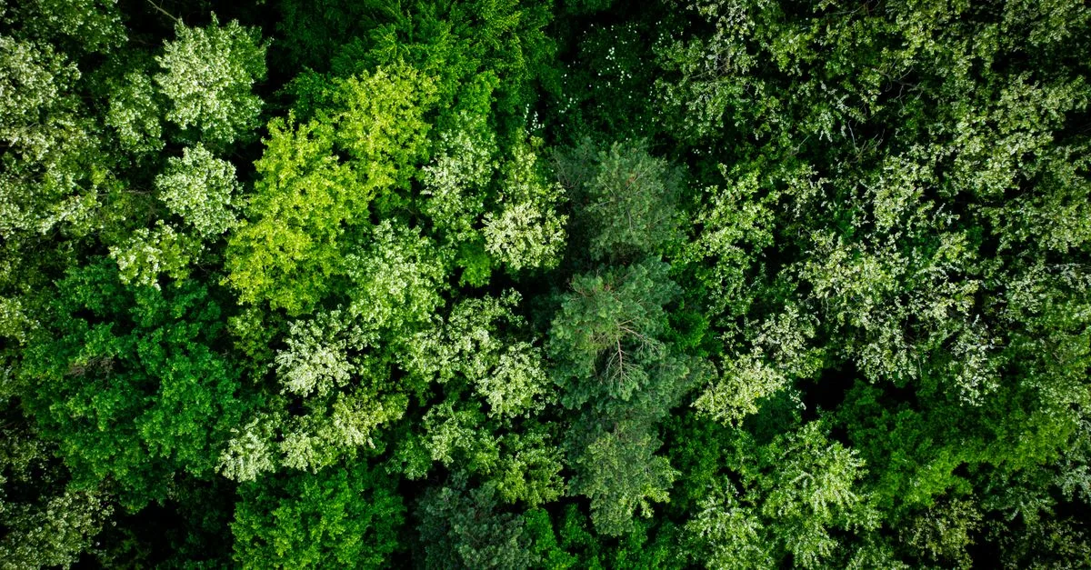 découvrez les régulations environnementales essentielles pour protéger notre planète et assurer un développement durable.
