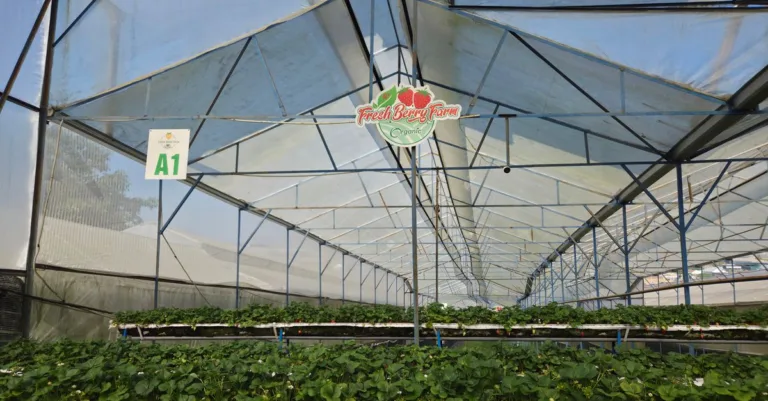 découvrez l'agriculture écologique innovante, une approche durable combinant technologies avancées et pratiques respectueuses de l'environnement pour un avenir agricole responsable.
