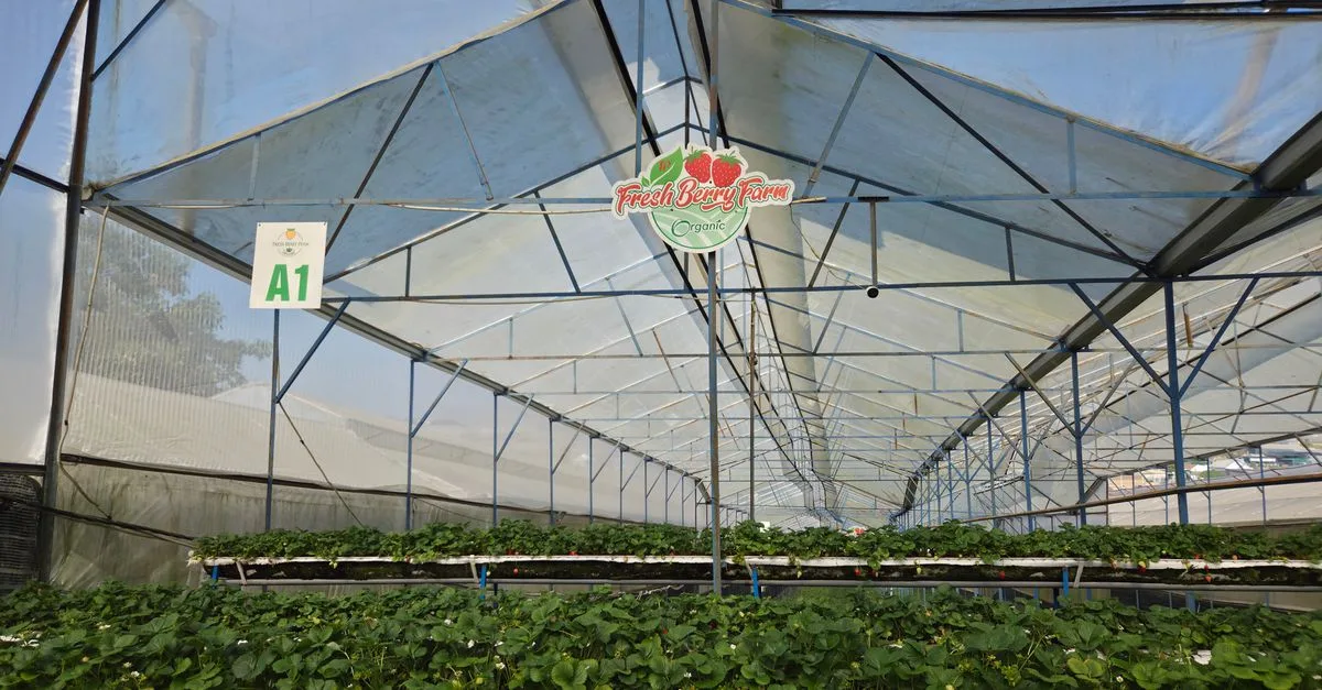 découvrez l'agriculture écologique innovante, une approche durable combinant technologies avancées et pratiques respectueuses de l'environnement pour un avenir agricole responsable.
