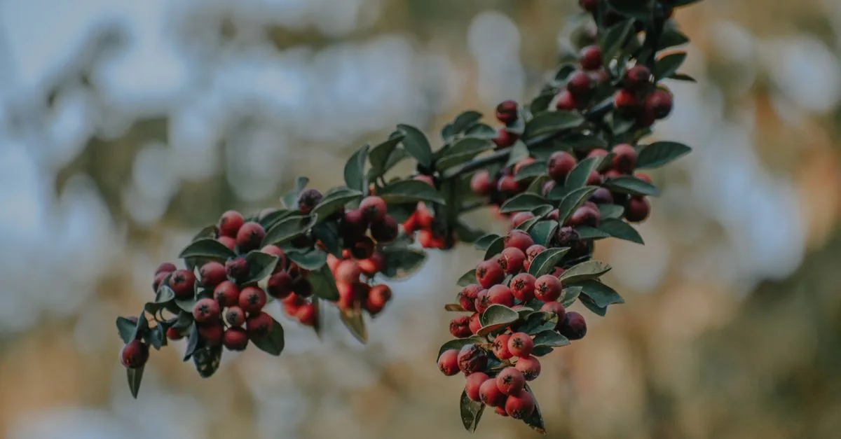 découvrez le medlar, un fruit ancien au goût unique, apprécié pour ses bienfaits nutritionnels et son utilisation en cuisine traditionnelle.