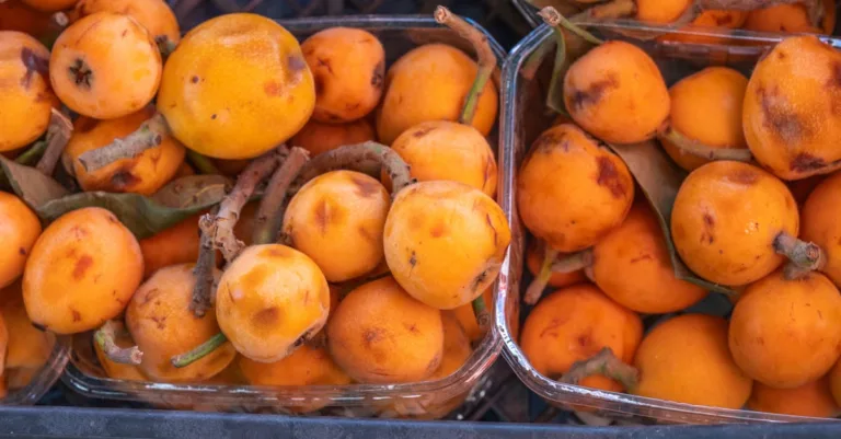 découvrez le néflier, un fruit atypique riche en saveurs et en bienfaits pour la santé. apprenez comment le reconnaître, le consommer et l'apprécier pleinement.