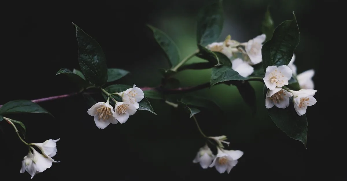 découvrez nos conseils et techniques pour tailler le jasmin afin de favoriser une croissance saine et une floraison abondante.