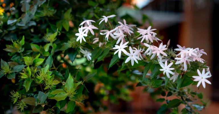 découvrez l'art de la taille du jasmin pour des plantes saines et florissantes. conseils pratiques pour réussir la coupe du jasmin et encourager sa croissance.