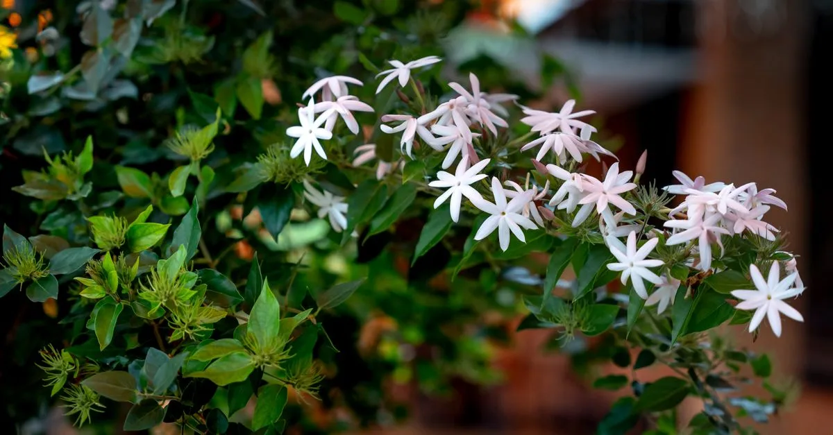 découvrez l'art de la taille du jasmin pour des plantes saines et florissantes. conseils pratiques pour réussir la coupe du jasmin et encourager sa croissance.
