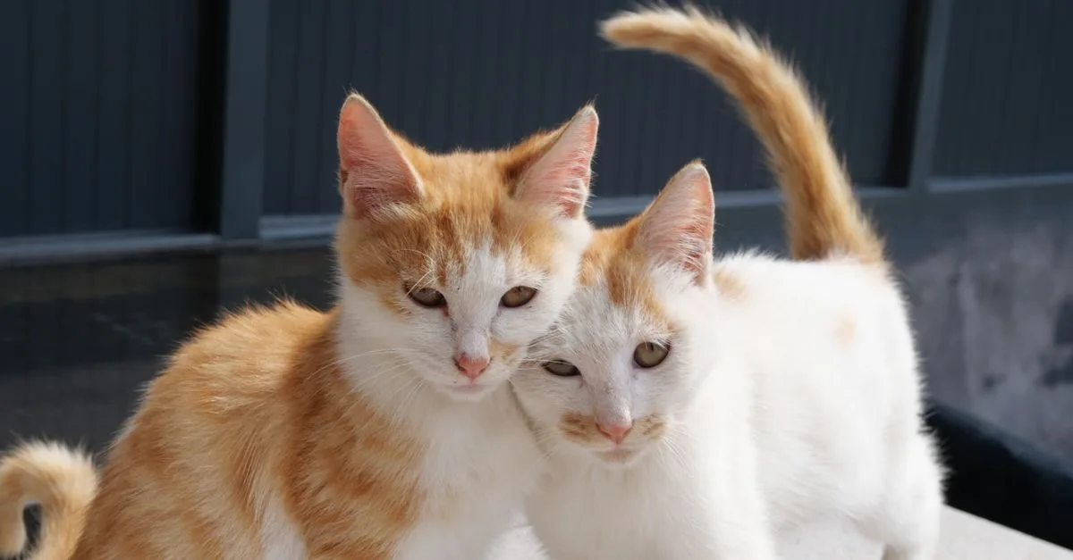 conseils pratiques pour une coexistence harmonieuse entre plusieurs chats, afin d'assurer leur bien-être et éviter les conflits.