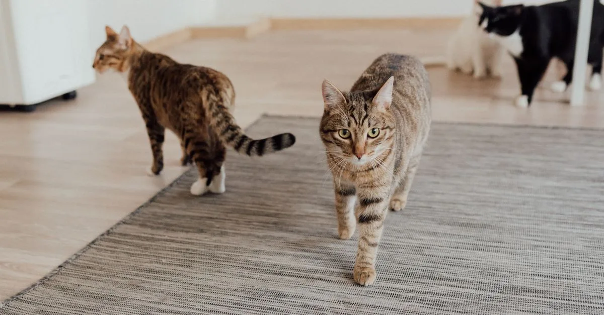 découvrez des conseils pratiques pour une coexistence harmonieuse entre chats, favorisant paix et bien-être dans votre foyer.